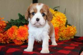 Cavalier King Charles Spaniel