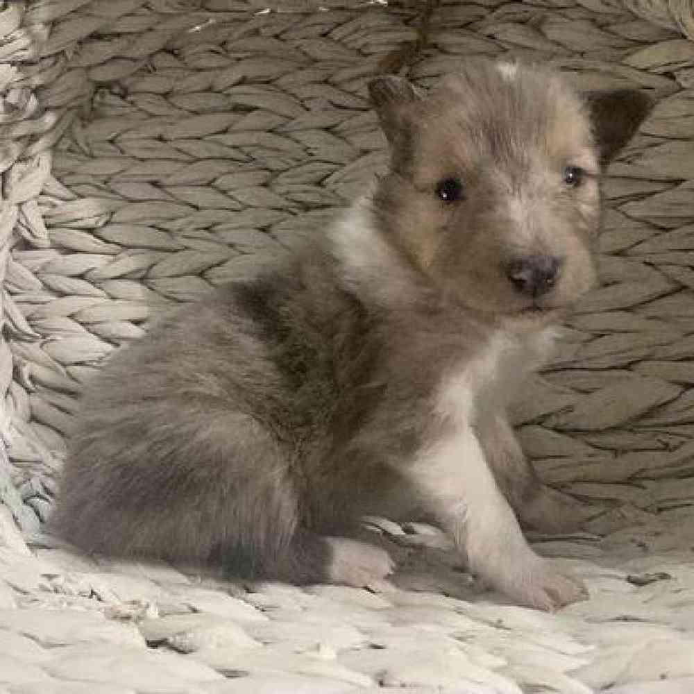 Female Sheltie Puppy for sale