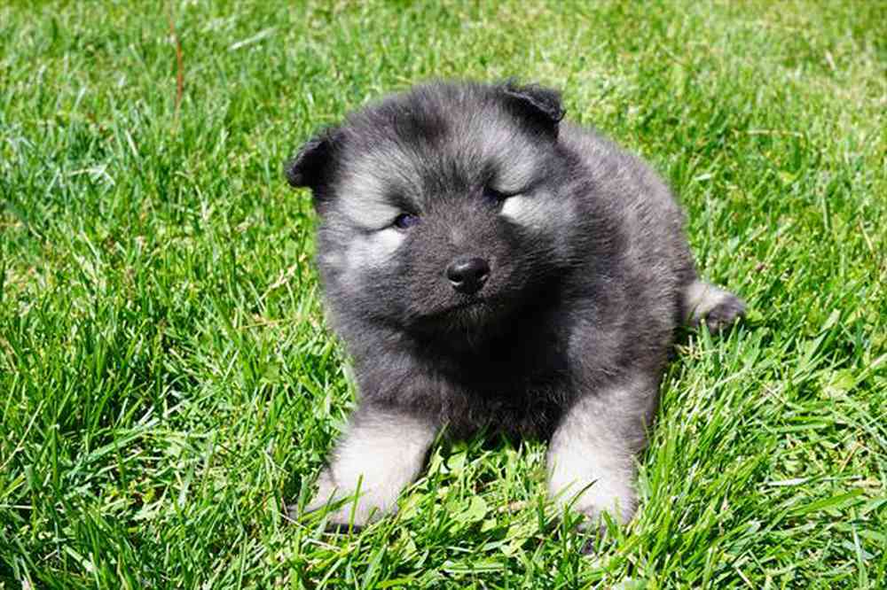 Image of a pet breed in the gallery