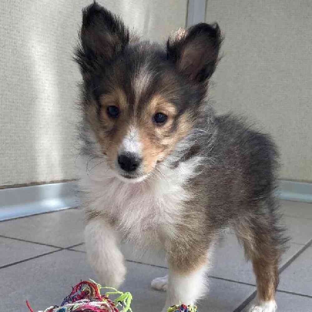 Male Sheltie Puppy for sale