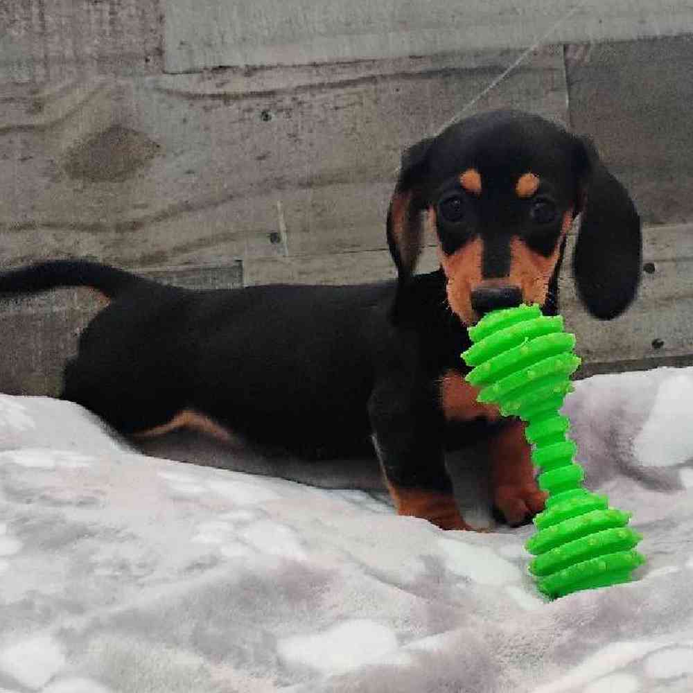 Female Dachshund Puppy for Sale in Troy, MI