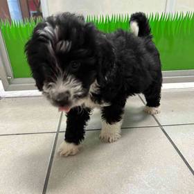 Mini Bernedoodle