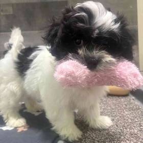 Shih Tzu-Bichon