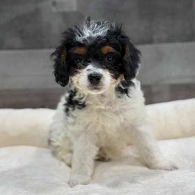 Cavapoo