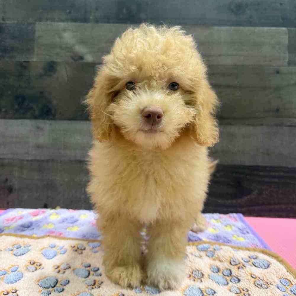 Image of a pet breed in the gallery