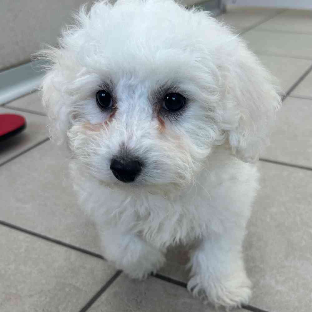 Bichon Frise