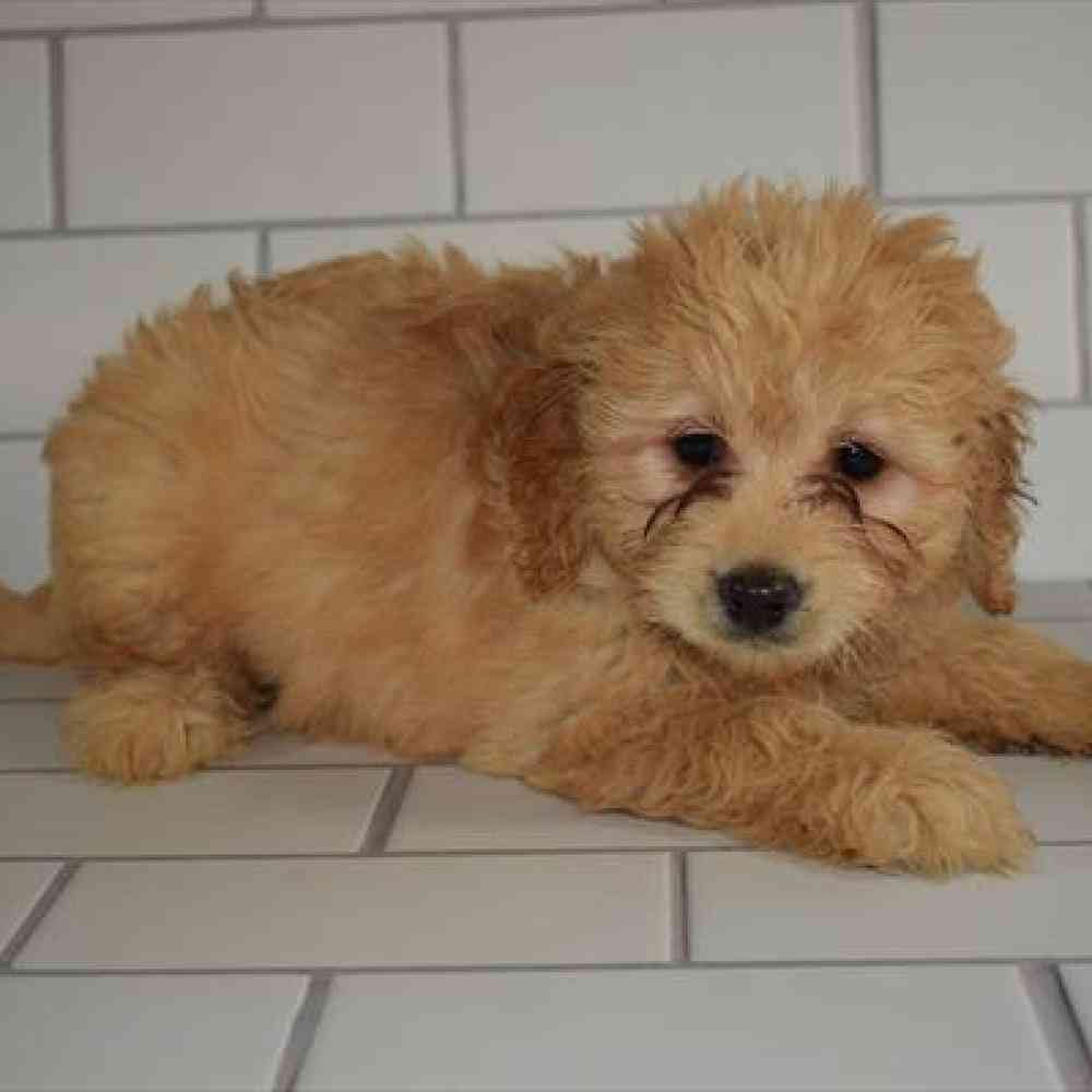 Female Toy Poodle/Labrador Retriever Puppy for sale