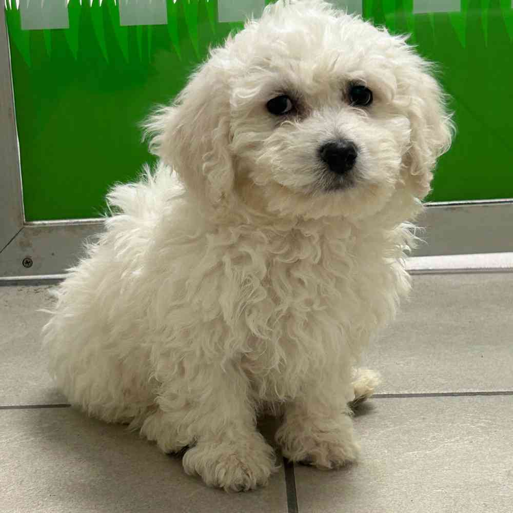 Bichon Frise