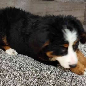 Bernese Mountain Dog