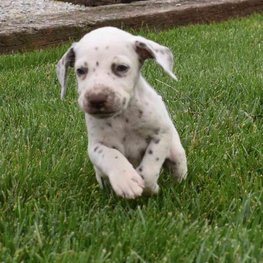 Female Dalmatian Puppy for sale