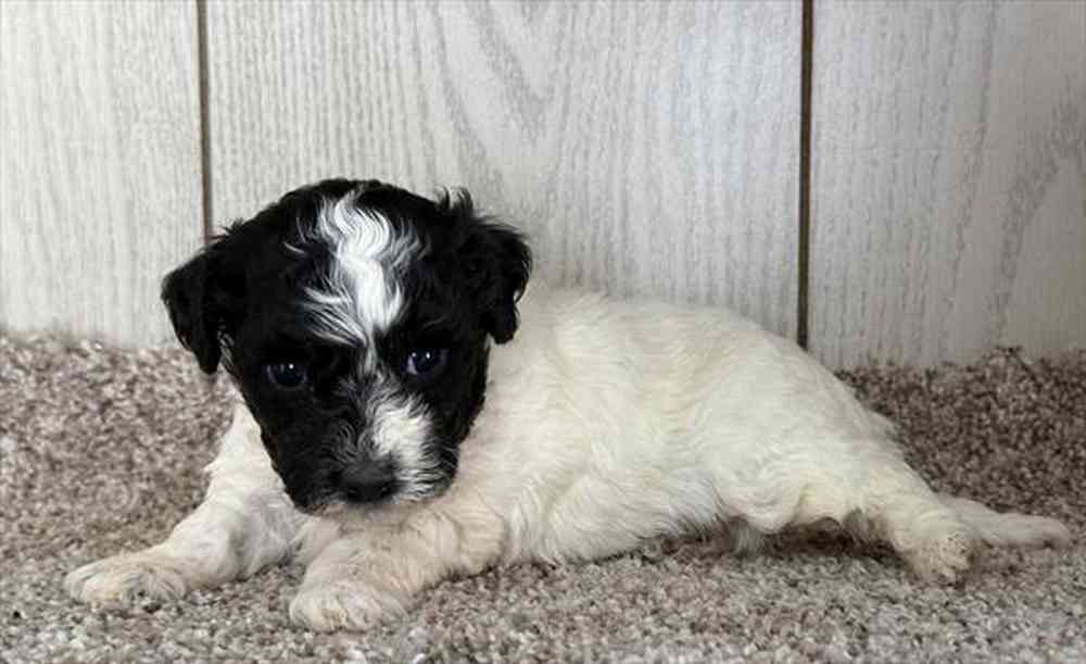 Image of a pet breed in the gallery