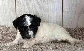 Bichon-Poodle
