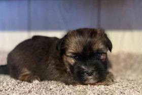 Shorkie