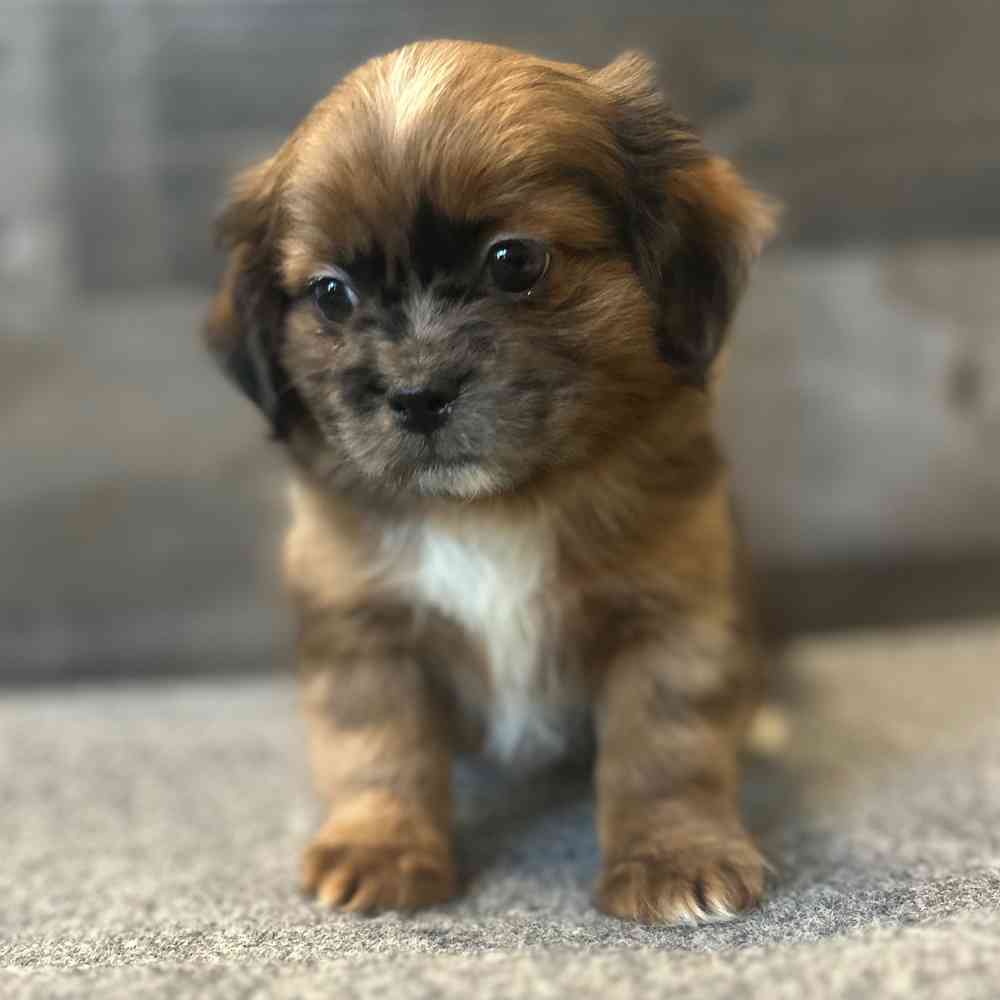 Image of a pet breed in the gallery