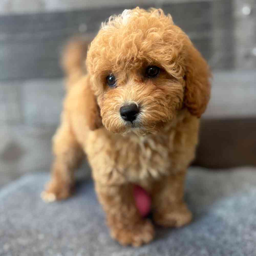pet breed image