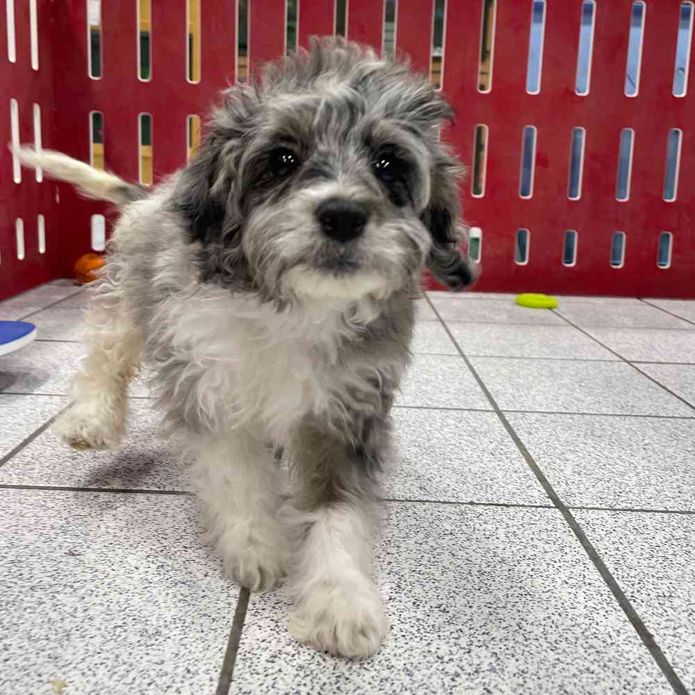 Maggie, Female Cavapoo Puppy for sale in Troy