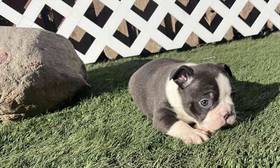 Boston Terrier
