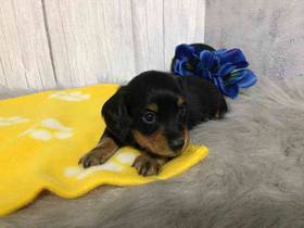 Dachshund