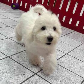 Mini Aussiedoodle