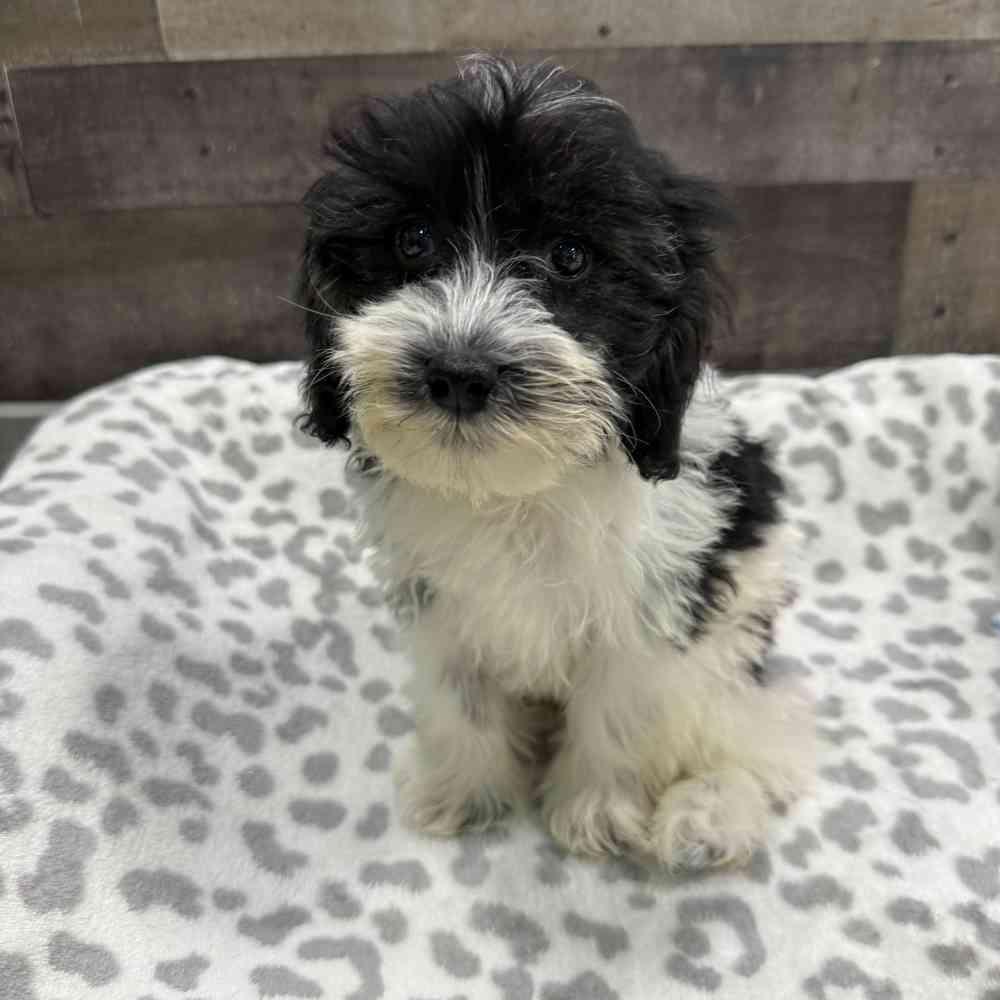 pet breed image