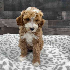 Mini Goldendoodle