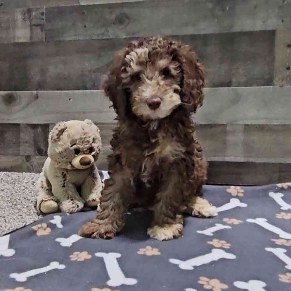Image of a pet breed in the gallery