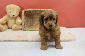 Dachshund-Mini Poodle