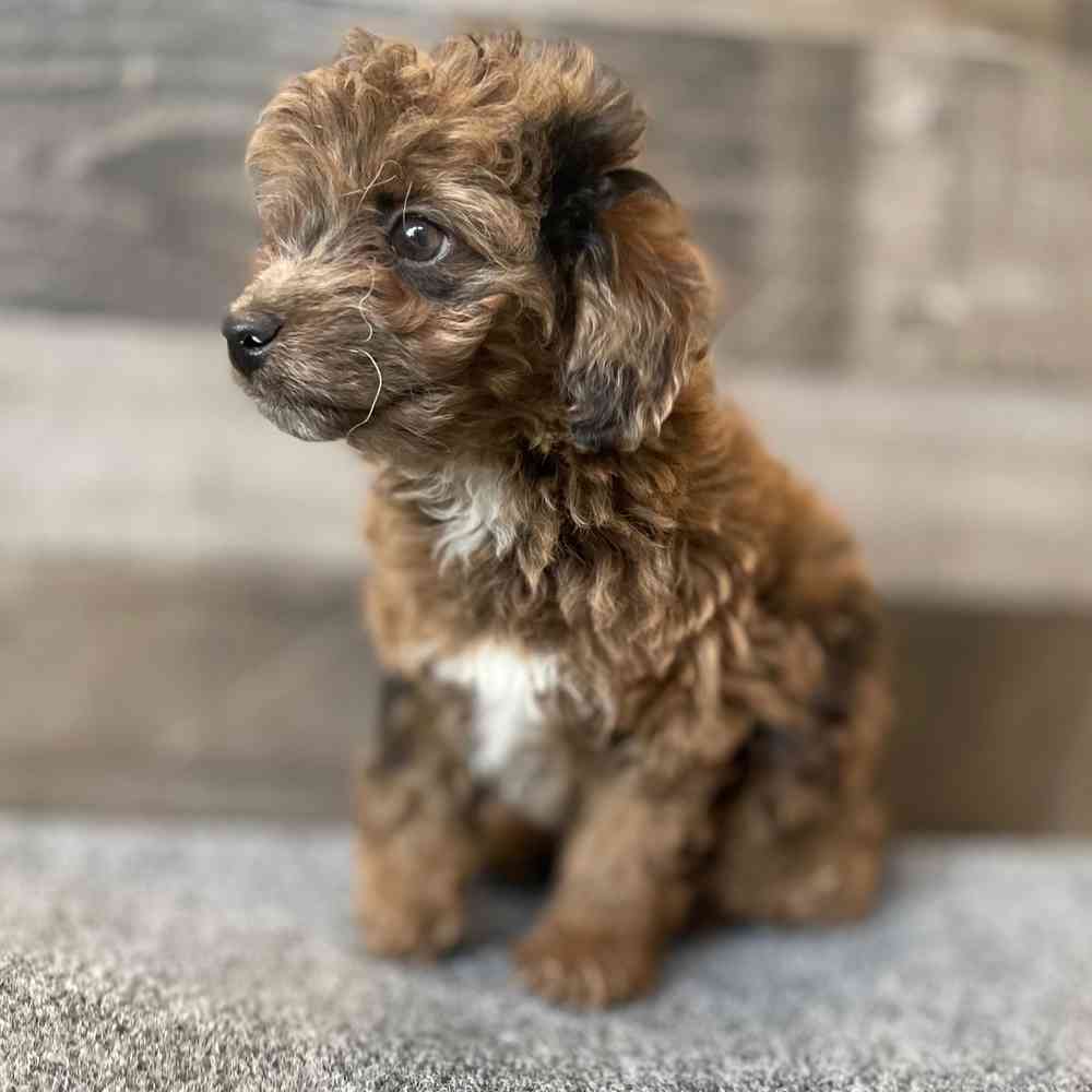 Image of a pet breed in the gallery