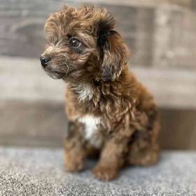 Mini Aussiedoodle