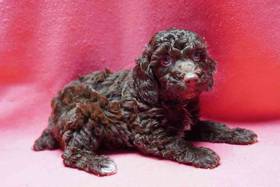 Poodle