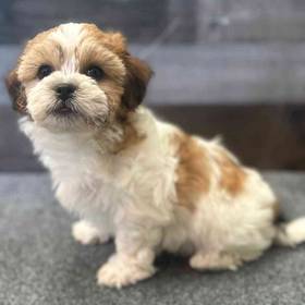 Shih Tzu-Bichon