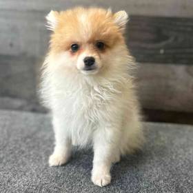 Pomeranian