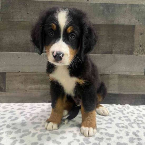 Otis
