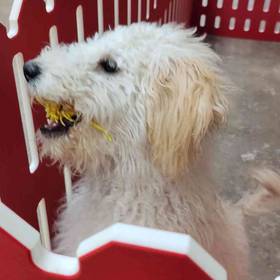 Mini Goldendoodle