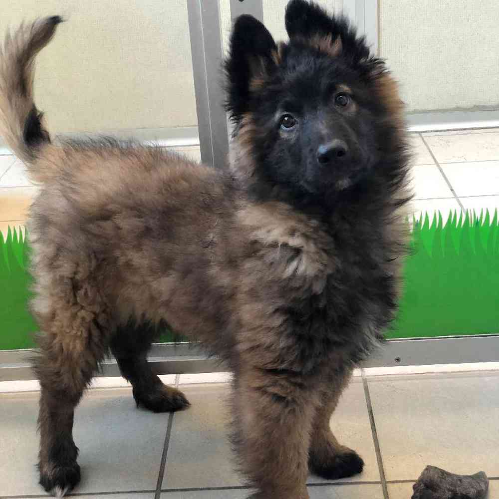 Male Belgian Tervuren Puppy for sale