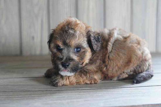Teddy