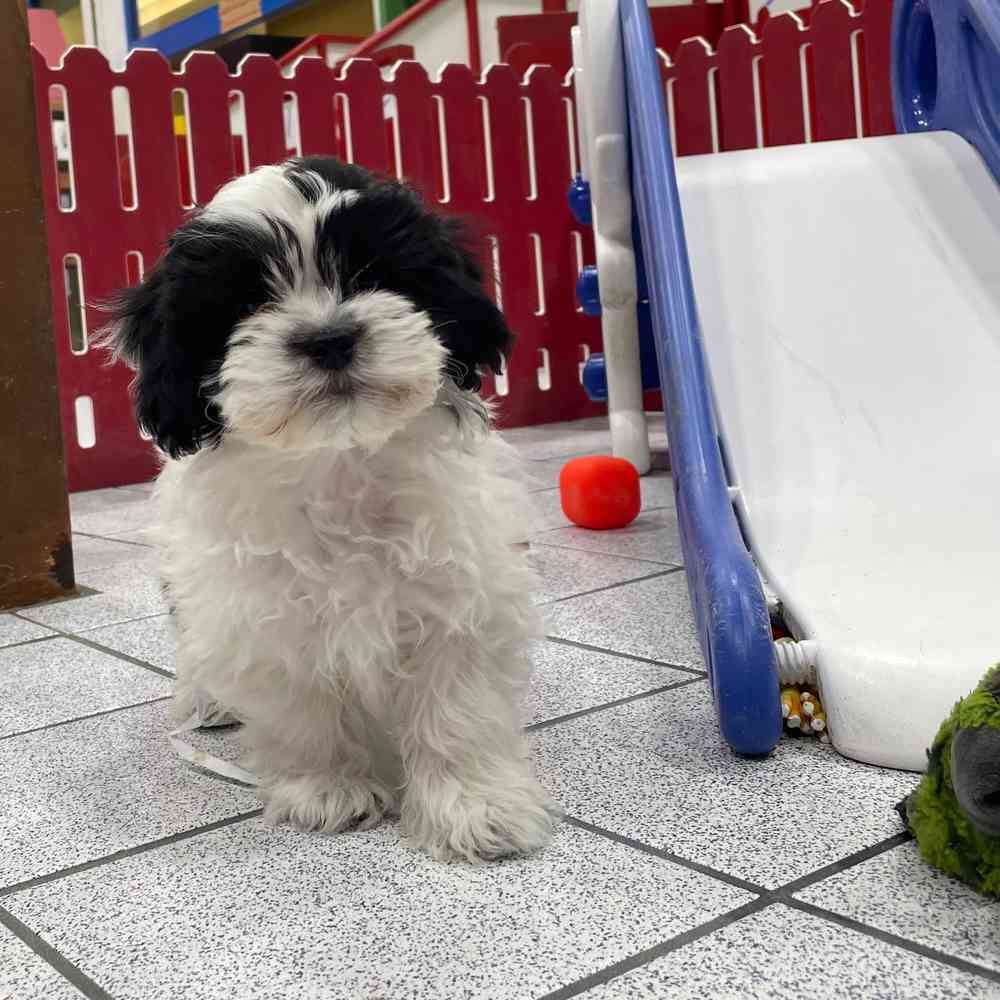 Shichon price top
