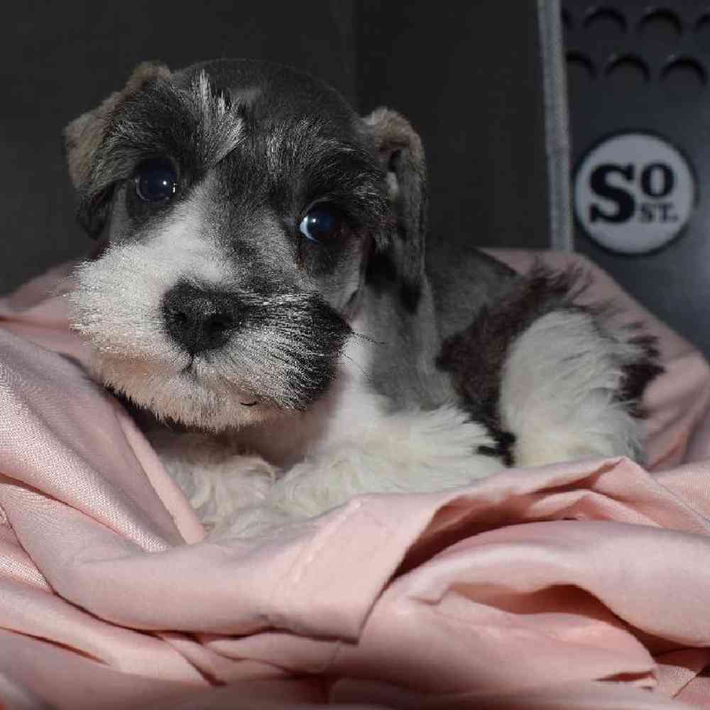 Female Mini Schnauzer Puppy for sale