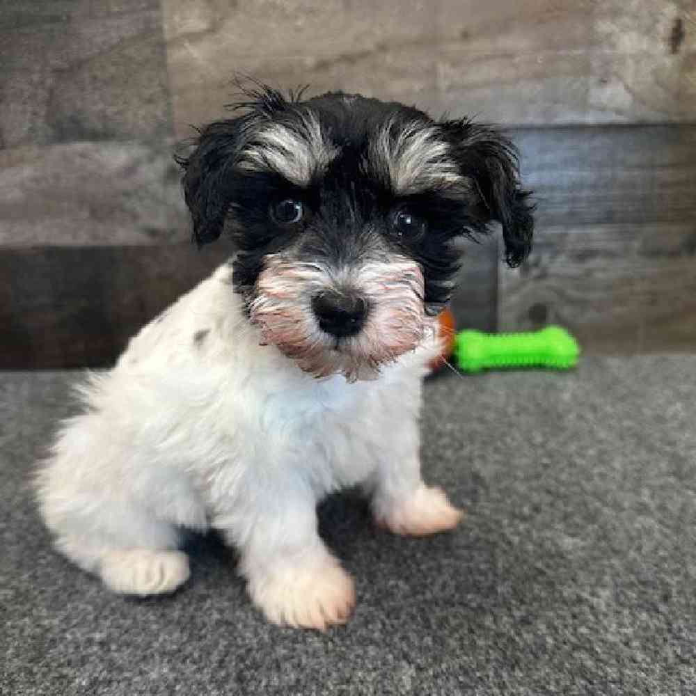 Female Mini Schnauzer Puppy for Sale in Troy, MI