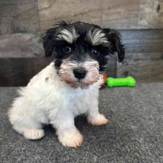 Lulu