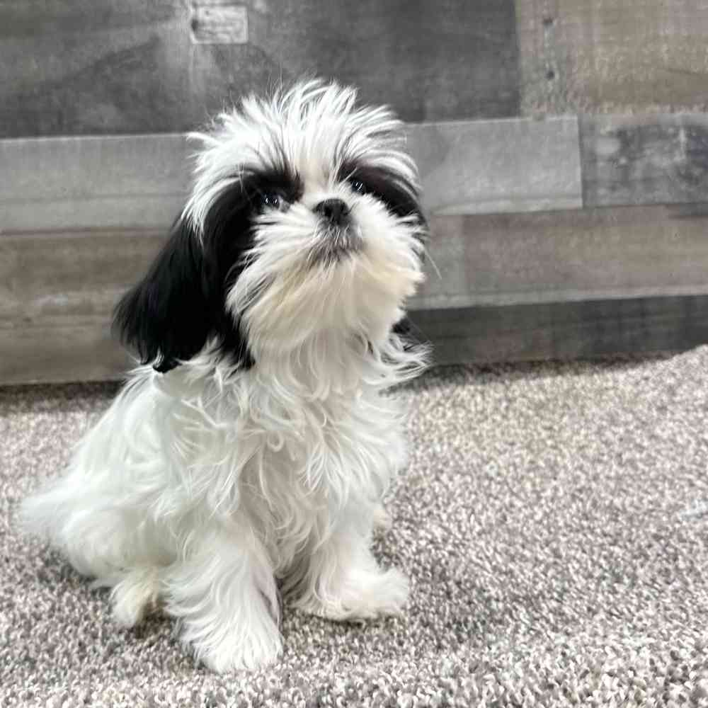 Lucy