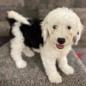 Mini Bernedoodle