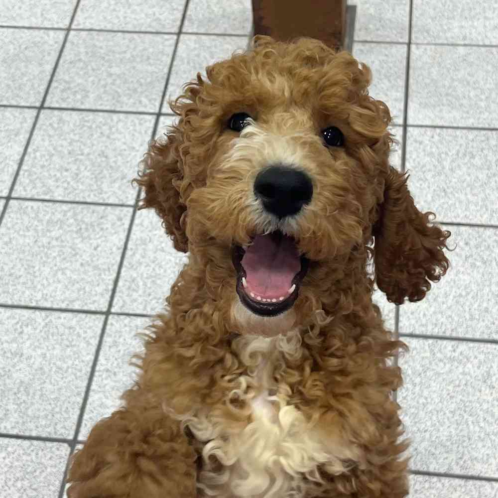 pet breed image
