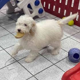 Mini Bernedoodle