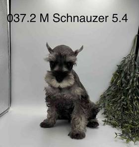 Mini Schnauzer