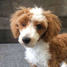 Mini Poodle