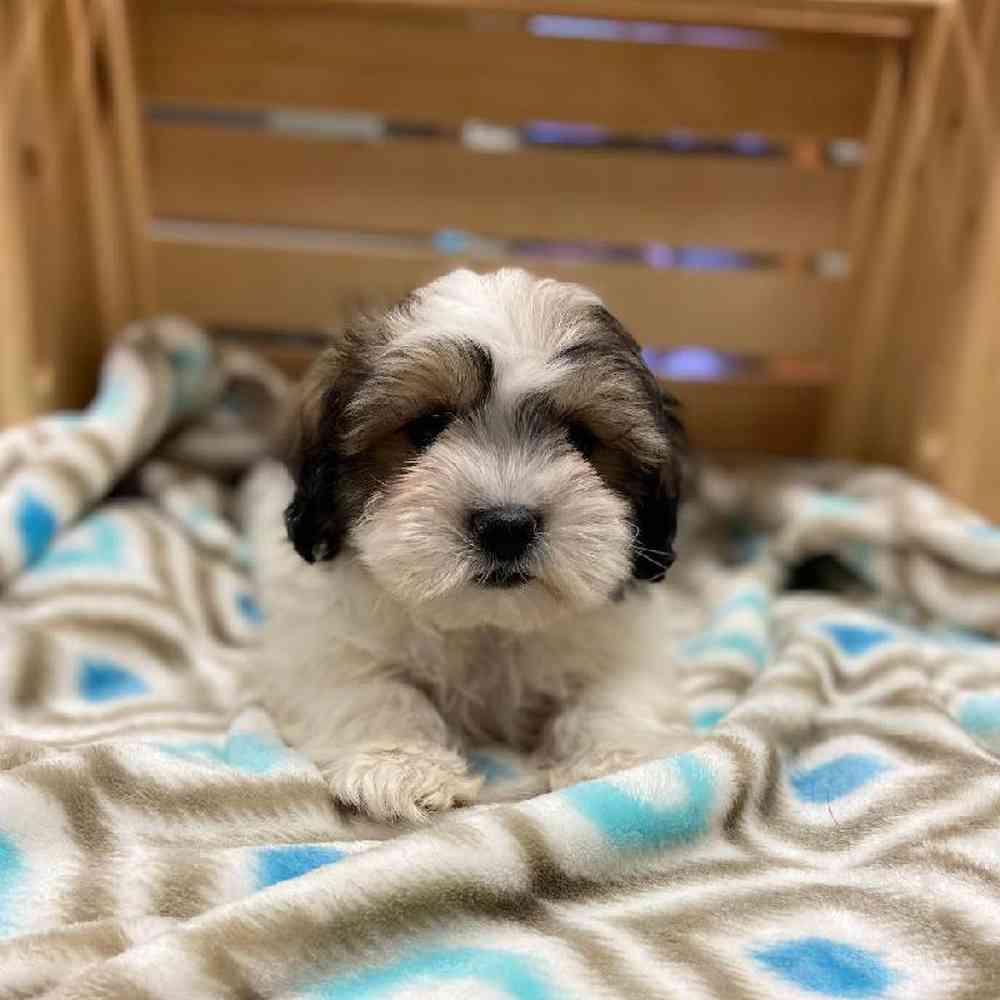 Male Coton Shih Tzu Puppy for sale