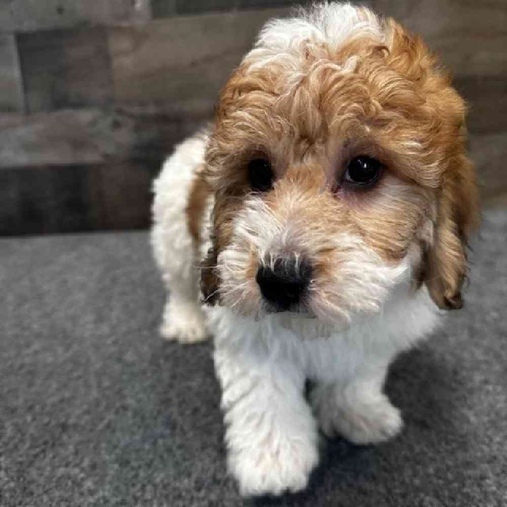 Male Yorkie-Poo Puppy for Sale in Troy, MI