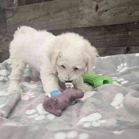 Bichon Frise