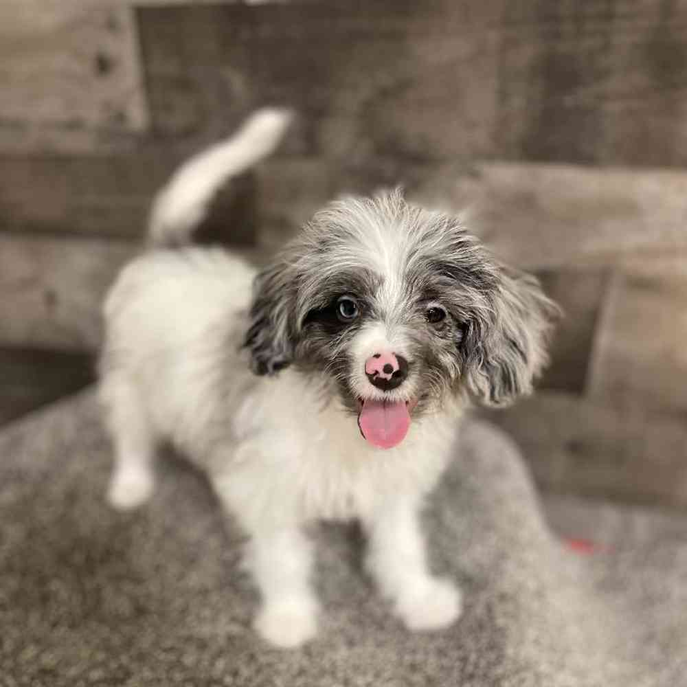 Male Papidoodle Puppy for Sale in Flint, MI